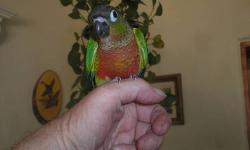 Single hand fed Yellow Sided Green Cheek Conure. 9 wks old and fully weaned. Eating seeds, pellets, and veges. Very Tame and sweet. $190