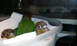 Hi! I have 2 Yellow sided green cheek conure babies available, they are hand fed, hand tame,very sweet, and, love to cuddle.. They will be ready for new homes by 03/01/15, or sooner.. A 50% deposit will hold until ready for their new forever homes... You