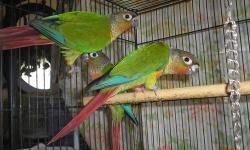 I have 3 hand fed Yellowsided Green Cheek Conures. Very tame and sweet. 8 wks old and fully weaned now. $200 each