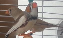 I have 5 zebra finches that are ready to go. I do not know if they are male or female. I will sell all 5 for $20.00 or $5.00 each. These are nice birds they are 8 weeks old. I am in Beloit wi. First pic is of mom and dad second is of birds for sale.