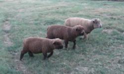 All Mock registered. Several rams - young & adult, blacks & whites. All are intact and can be herd sires. 706-540-0633