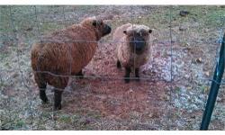 Adult Ewe and Ram black babydoll sheep pair. 3yrs. old $250 FIRM, (we purchased them for $350 as adults about 1-1 1/2 ago).To a pet only home!
Also selling sheers shown below that needs a new blade or if you can sharpen them. $50 (we purchased used for