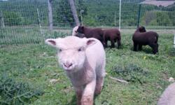 I have two Babydoll Southdown whether lambs weaned and available for sale. They are two to three months old. I have one black, and one white. ATTENTION WOOL SPINNERS, The white one is very unique. He has beautiful cashmere like wool and is more friendly.
