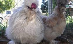 FOR SALE WE HAVE FERTILE HATCHING EGGS FROM THE FOLLOWING BREEDS
*-MODERN GAME BANTAMS(black rooster over,white ,black ans blue hens)
*-WHITE SILKIES
*-PORCELAIN SILKIES
*-GOLDEN SEABRIGTHS
Limited quantities available
asking $3 dls per egg...
We have had