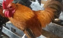 I have two bantam hens and roosters for sale. I am selling each hen with a rooster. First two photos are of my roosters. They are quite tame and have been pets. They are a mixed breed of bantam. They last two are of my hens. The first hen is a silkie and