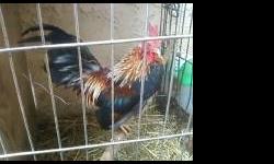 Bantan serama roosters and hens for sale, cockerel and pullets. Assorted colors.
Contact Mario 562.645.2063 for info.