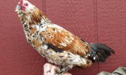 Mille Fleur d'uccle bantam rooster, 1 year old, $15. I am only selling one and you can have your choice of either pictured. These are a true bantam breed and are very small chickens. I have eggs in the incubator from my breeding Mille Fleurs. If you would
