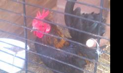 Bantam Serama Roosters and Hens for sale, cockerel and pullets. 3 months to adult size. Assorted colors. More choices to choose from.
951.487.5115
