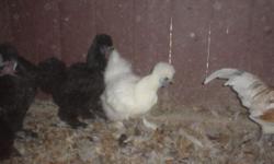 Bantam Silkie Roosters -- 2 Black and 1 White.
Hatched last Spring.
FREE.
Too many roosters. Need to find new hen houses for these boys.
They are beautiful!