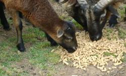 Barbado sheep Three adult females, one five month old female, one adult ram, and one three month old male. All of the adult are young around two and three year old. They keep your weeds and grass trimmed real well $ 500.00 for all six, need to sale I'm