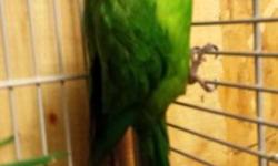 Male and Female. Also known as the Superb Parrots. 6-7 years old. Comes with cage. Male can be handled when away from cage, but is not cage aggressive. Female is not aggressive, but can't be handled. Male does talk some. I hate parting with these birds,