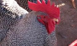 I am selling barred rock chickens. I have 22 hens and 1 rooster and 1 Yellow Cochin. Selling $15.00 a piece or 300 for all of them. Buyer must pick up chickens. We are located in Skyline, AL close to Scottsboro. They are all young. They were all born this