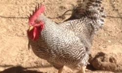 We have a beautiful Barred Rock Rooster. He is a great watch dog and he is soooo big. He would be a perfect breeder to make big babies. We need to rehome him because we no longer have our hens and I am sure he misses being in a flock.