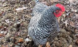 Full stock barred rock roosters. All are 8 months old. Bonnieville KY 42713 roosters only at this time.