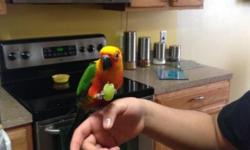 I am selling my Janday Conure he is 2 and 1/2 years old ,I need to re-home him I work to many hours to take care of him .he gets along very well he eats fruit ,seeds, nuts, veggies ,Apollo is a little picky .he is very nice bird just don't have no time