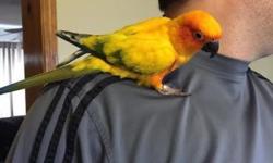 I have 1 handsome sun conure, he is 3 years old and will live up to 20. He is a family pet and we got him when he was a baby, but will no longer be able to keep him because our daughter was diagnosed with asthma. He is very friendly and doesn't bite. He