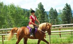 I have a beautiful Arabian mare for sale. Cinnamon just turned 10 in April and has a gorgeous chestnut and flaxen mane and tail. I've owned her since she was 6 months old and she's a great girl. She is technically registered as a half-Arabian, but she is