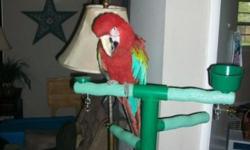 Toes is a 15 year old Green Winged Macaw. He has about a 4 foot wing span. His sale will include his cage, T-perch, travel crate, current food supply, and any other accessories and toys we have for him. He loves kids and high traffic areas. He would be