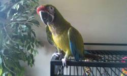 "Macaroon/ Macaroni" Is a beautiful (We call him a male) 1 year old Military Macaw, hand raised by myself, handled everyday, raised indoors around the family, dogs, ect. Life changes are forcing his possible re-homing.
Speaks very well and very clear his