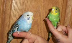 I have 7 beautiful hand fed male & Female parakeets. There are a variety of colors available. We have blue purple white green and many more. male and females available All very tame. They will sit on your shoulder won't fly off. They have been exposed to