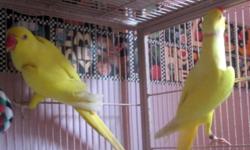 Beautiful 3 year old pair Lutino Indian Ringneck breeders.They are not tame.They had two clutches for me.One was in December 2013 and one in March 2014.They are done until the fall.The clutches had 5 fertile eggs each.They are fully feathered and there