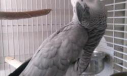 Beautiful African Grey Parrot ( Female )
Her name is Harley. She is about 6 yrs old. She loves men and can be handled by men only! Loves to cuddle, Perfect Feather, Does not pluck, Large vocabulary, loves music, dancing, singing. I hate to sell any of my