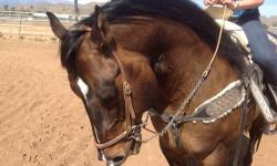 Beautiful Dunn AQHA quarter horse stallion. Spins, slide stops, very well broke. Side passes, reverse like a champ, neck reins. Trail And traffic broke. Once in a lifetime opportunity. Non spooky. Calm and gentle and gets down to business. Call for an