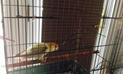 Beautiful Australian Parakeet with cage, not friendly. Age is approximately 3 yrs old. Due to husband's illness we need to find good homes for our birds. $100