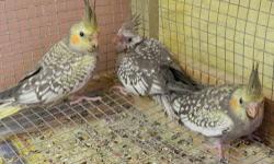 Re-homing three cockatiels. They are a few months old. Re-homing fee is $130 each. Please call 210-705-2710 or 210-402-6115.