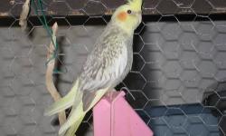 I have three baby cockatiels......just turned 10 wks old and are weaned. There are two pearl and one cinnamon. Not sure on sex.
Ready for their new homes. They are $75 each but if you want 2 birds, they are $65 each. Turned 10wks old on 10/1/13