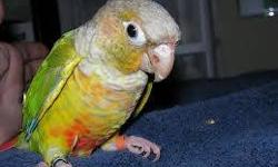 I have two beautiful baby conures. They are both male. One is a pinnaple and one is a green cheek. They are learning fast and I have taught them some different whistles. They have a cage that is huge and beautiful. The birds are 350 each. Their beautiful