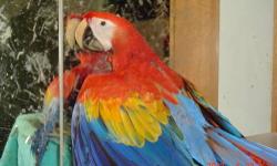 Sweet, smart Baby scarlet macaw, just weaning, feeds her self very well for just 14 weeks old. They usually wean between 15 and 20 weeks.
DNA and birth certificate, sample of what she is eating and a toy or swing goes home with her. She should be ready in