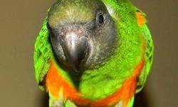 Mango is a 5 month old Baby Senegal Parrot , absolutely darling. He is very playful and outgoing,
loves to walk around the house and follow you everywhere:) He has striking colors and gorgeous golden eyes.
I bought him as a young baby and hand fed him. He