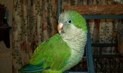 Suns, nanday, Ringnecks, and greencheeks call for rehoming fee. (412) 233-7348