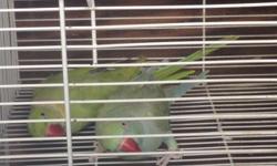 Need to make rooms this coming breeding season
Available birds
Pure English Budgies
Red Rumps
Bourke Parakeets