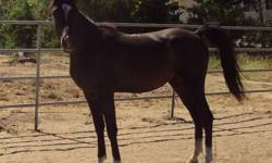 We are offering a wonderful 13 year old very well trained Black AHA
Arabian mare. Shaari is safe for a beginner or timid rider and also
enough horse for an advanced rider. She rides English or Western
(neck reins). She has done endurance rides and can