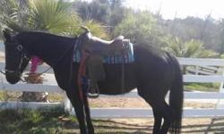 Beautiful black quarter horse mare for sale..she neck rains great on trails, comes to you when u call her, will follow you all around like a big puppy dog, loves to be groomed..she is smart and loves to make you proud and is a hard worker and also loves