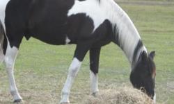 Walker is a beautiful 14 year old 15.2hand, black & white quarter horse cross gelding. Walker is very broke to ride and is extremly smooth. He is great on trails and has been ridden for the past year by a 75 year old woman. He loves people and comes right