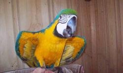 izzy is a 2 year old female blue and gold macaw. she is loud and beautiful. she needs to go to a good home as i am moving and can't take her with me. i have had her from a baby handfedas well. she weened herself from the formula to pellets in about 8