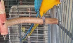 Blue and Gold Macaw with cage. Sings, talks, and dances.