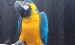 Gorgeous blue and gold macaw very tame. Call or text.
HABLO ESPANOL