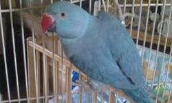 This is Indie a 4 year old male blue head pionus . Indie arrived in our shelter last month and is currently in foster care. He is updated on all his vet records and his adoption fee includes his California cage, toys and accessories. He prefers women but