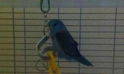 We have a very nice blue male Parrotlet that needs to be re-homed.
He is around 5 months old. Loves to hang out and interact with all members of the family.
Includes all supplies (food, treats, toys, and perches)
This ad was posted with the eBay