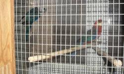 Beautiful Breeding Flock of GreenCheek Pineapple Conures
Good Proven Pairs must go all together approx. 9 pairs,
including breeding cage for free.
Serious inquiries only, Please call only or text, No Emails !