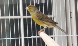 I have the most beautiful canaries they are very healthy, young and are ready to breed. All the males are singing really high already. If you have any questions please call or text the following number thank you (510)5022724
Spanish Timbrados: $40