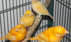 I have a few well taken care of and healthy canaries. They were born in the month of January and some begin to sing. I can give you tips on how to care for them if you wish. please call or text
show contact info
I am located in the Clark county area of