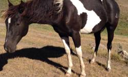Very smart, sweet and level headed registered APHA filly for sale or trade. The breeder did an excellent job socializing and handling this girl. I'm looking for a horse that is built nicely like this filly, just a different color. Sorrel, Bay, or roans