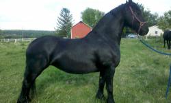 Navaria ia a one in a million friesian, beautiful, very smart, broke to ride and loads like a dream. Only selling her because of my health problems. Very hard to part with her and will sell her to someone who will appreciate her and give her the love and