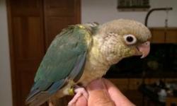 2 beautiful pineapple turquoise green cheek conure babies. About 2 months old hand fed since they were 2 weeks old. They are both females and very very sweet. They just became available for their new forever homes. This is a relatively rare color. I think