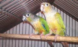 Beautiful Green Cheek Conures $ 150, Yellow Sided $250, Cinnamon Conures $ 250 for Sale . All can be handled. They are sweet, playful and all of they talk some. They come with a small transport cage. All of them with come with some food. I can text you